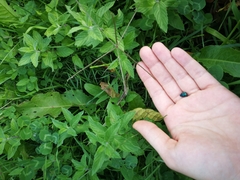 Chrysolina coerulans