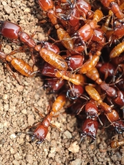 Dorylus labiatus