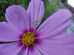 Misumena spinifera