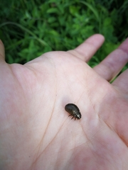 Chrysolina coerulans
