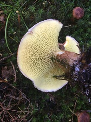 Suillus cavipes