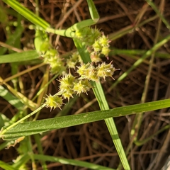 Cenchrus spinifex