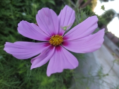 Misumena spinifera