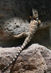 Sceloporus poinsettii