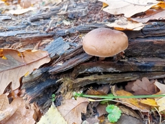 Pluteus