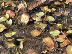 Ludwigia ovalis