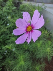 Misumena spinifera