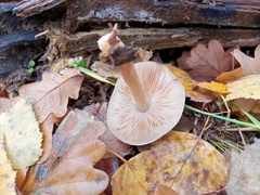 Pluteus