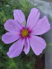 Misumena spinifera