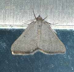 Taeniogramma mendicata