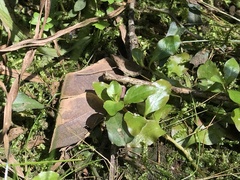 Ludwigia ovalis