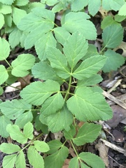 Aegopodium