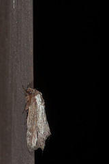 Pachypasoides albisparsa