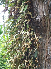 Pyrrosia lingua