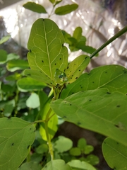 Porophyllum punctatum