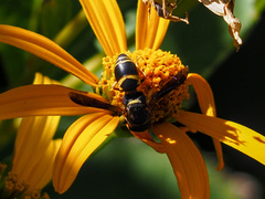 Euodynerus hidalgo boreoorientalis