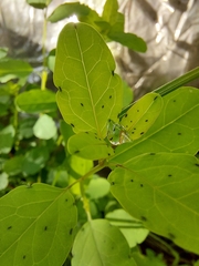 Porophyllum punctatum