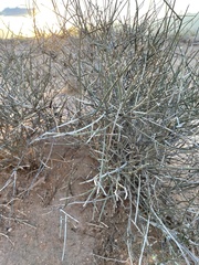 Ephedra nevadensis