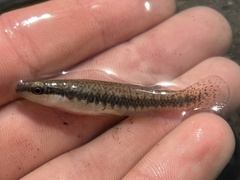 Fundulus notatus