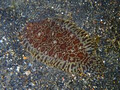 Liachirus melanospilos