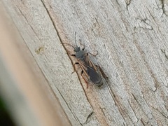 Ischnodemus sabuleti