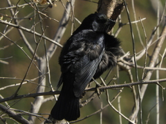 Molothrus rufoaxillaris