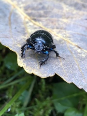 Geotrupidae