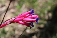 Tillandsia aeranthos