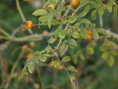 Rosa arvensis