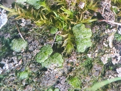 Riccia cavernosa