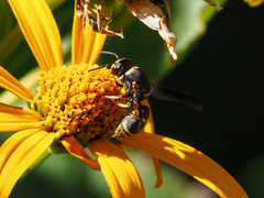 Euodynerus hidalgo boreoorientalis