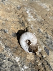 Oreohelix