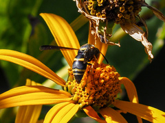 Euodynerus hidalgo boreoorientalis