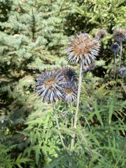 Echinops bannaticus