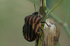Graphosoma italicum italicum