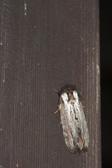 Pachypasoides albisparsa