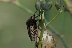 Graphosoma italicum italicum