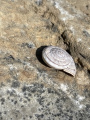 Oreohelix