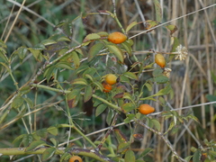 Rosa arvensis