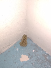 Incilius mazatlanensis