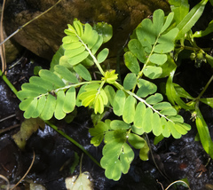 Phyllanthus urinaria
