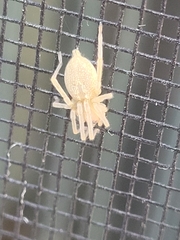 Cheiracanthium mildei