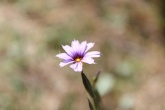 Sisyrinchium platense