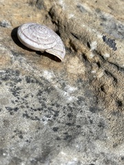 Oreohelix