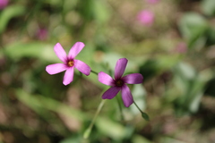 Oxalis articulata