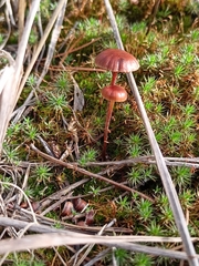 Deconica