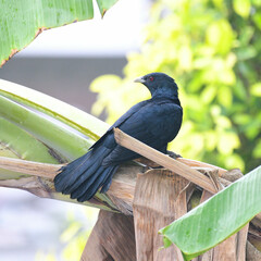 Eudynamys scolopaceus