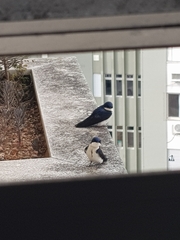 Pygochelidon cyanoleuca