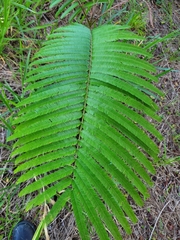 Parkia pendula