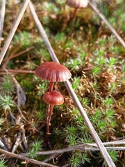 Deconica